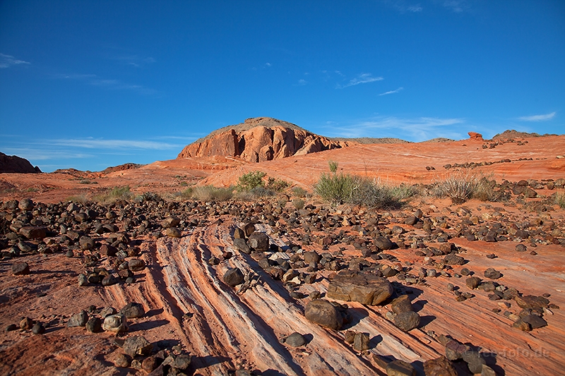 Ganz aus der Art geschlagen